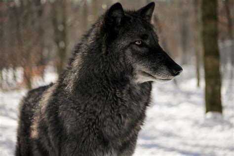 British Colombian Wolf Photograph by Desiree DeLeeuw