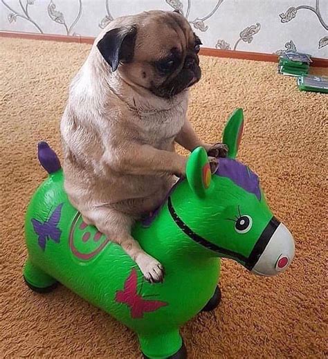 The Stylish Pug™ on Instagram: “Yey! Is he having fun😅?... Comment Below👇 Tag @ … | Carlini ...