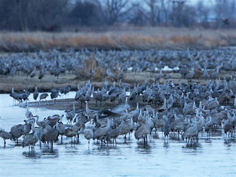 Bird lovers flock to witness sandhill crane migration - CBS News