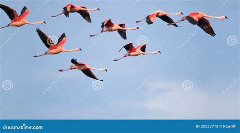 Flamingos flying. stock image. Image of flying, feathers - 32533713