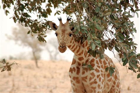 Nigerian Animal of the Week - Week 3: West African giraffe : r/Nigeria