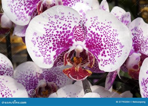 Beautiful orchids stock photo. Image of blooming, beautiful - 37793204