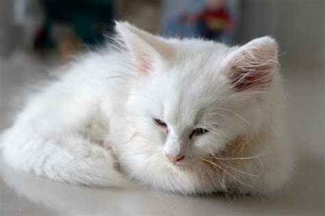 Azotemia in cats - Types, Symptoms and Treatment