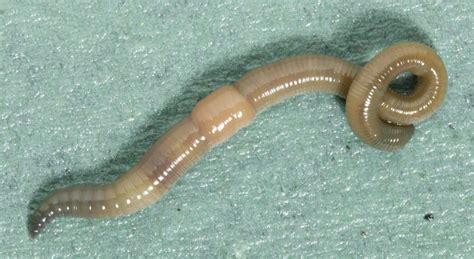 21 Types of Earthworms » Learn More Amazing Facts