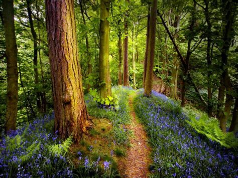 Forest Wildflowers HD desktop wallpaper : Widescreen : High Definition : Fullscreen