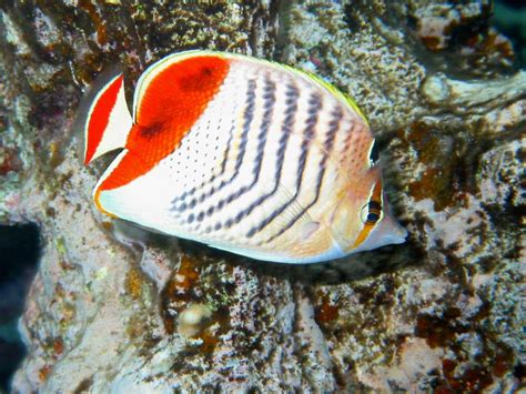 Egyptian Butterflyfishes