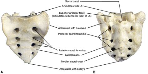 Sacral Canal Posterior