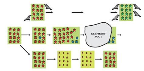 [DIAGRAM] Natural Selection Diagram Answers - MYDIAGRAM.ONLINE