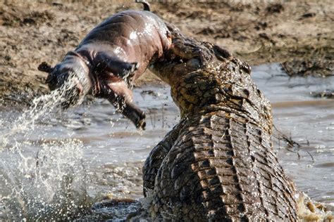 Croc eats baby hippo - Mirror Online