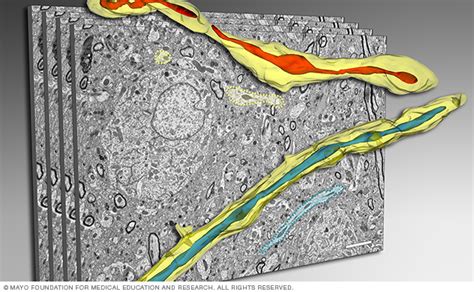 New Tools To Visualize Mitochondria - Mitochondrial Neurobiology and Therapeutics Laboratory ...