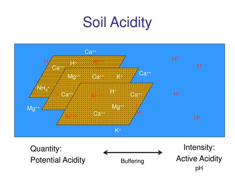 PPT - Soil Acidity PowerPoint Presentation, free download - ID:1705078