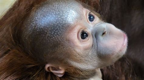 Critically endangered orangutan baby on view at Paignton Zoo - BBC News