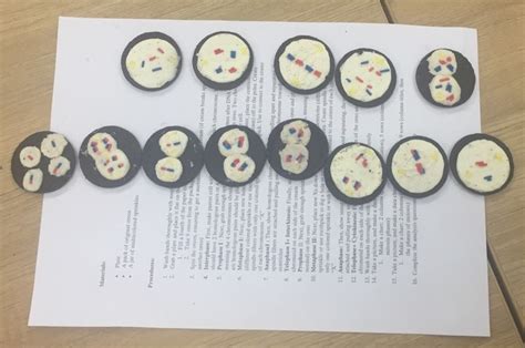 Mitosis and Meiosis Lab (Oreos)