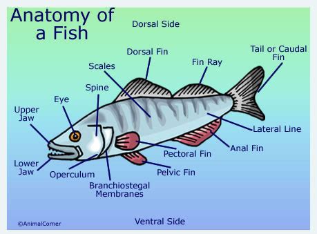 Fish Anatomy | Diagram & Pictures Of Fish Head, Trunk & Tail