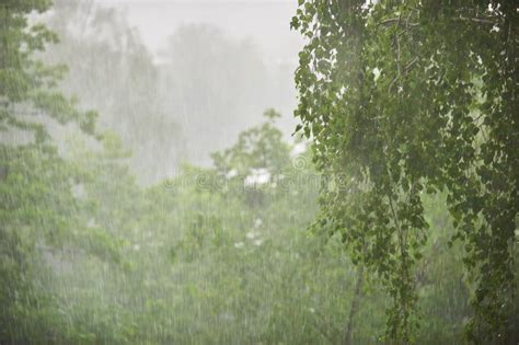 Rain in the Forest, the Natural Background and Texture. Blurred ...