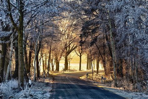 Snow covered trees, sunlight, road, winter, snow HD wallpaper ...