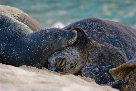 Hawaii’s Unique Turtles — The State of the World's Sea Turtles | SWOT