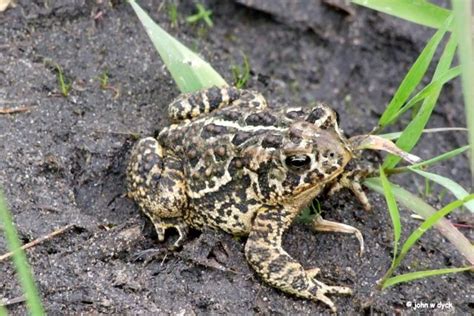 Manitoba toad=Canadian toad (Bufo hemiophrys)