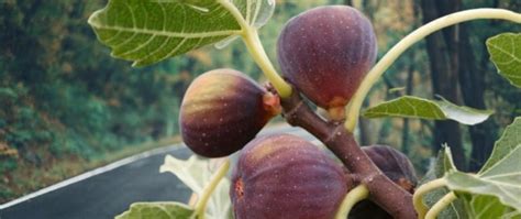 Do fig trees grow well in California? Californian fig tree