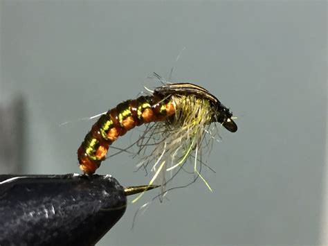 Woven caddis nymph | Fly fishing, Caddis, Nymph