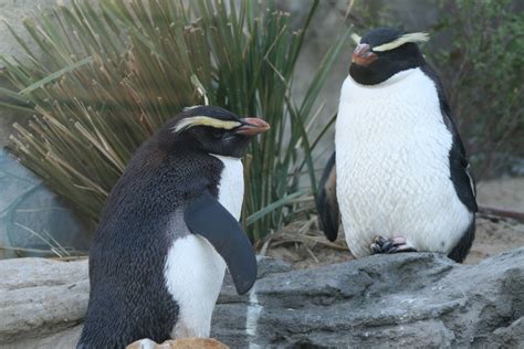 Fiordland penguins. Taronga Zoo 1/7/2008 - ZooChat