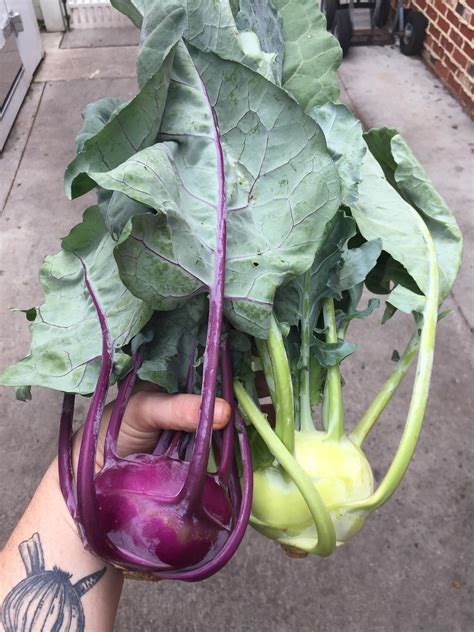 123 best Kohlrabi images on Pholder | Gardening, Vegetablegardening and Culinary Plating