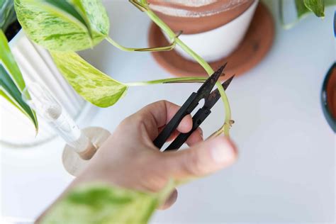 How to Propagate Plants by Using Cuttings