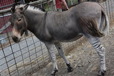 Zonkey - Facts and Beyond | Biology Dictionary