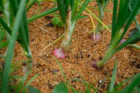 Advantages to Growing Your Own Scallions - Southeast AgNET