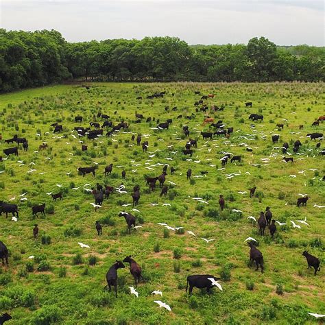 White Oak Pastures: From What Country Are You Buying Your Beef? - News ...