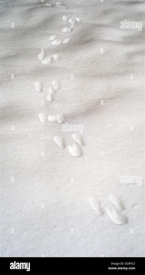 Rabbit tracks in snow hi-res stock photography and images - Alamy