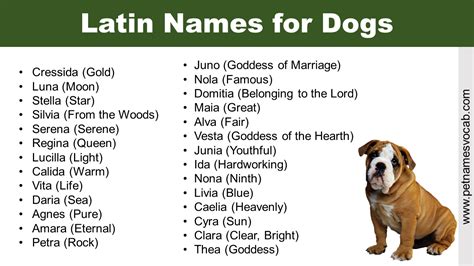 Naming Ideas: List of Latin Names for Dogs - Pet Names Vocab