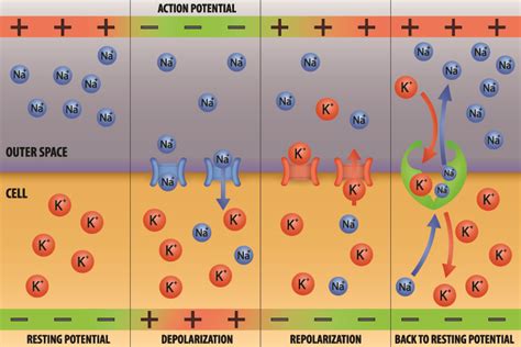 Action Potential - The Definitive Guide | Biology Dictionary