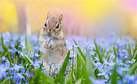 Squirrel, Scilla Flowers, Springtime, Seasons, Spring, Flowers ...