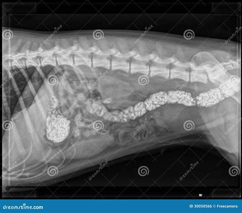 DOG DIGESTIVE OBSTRUCTION X-RAY Royalty Free Stock Image - Image: 30050566