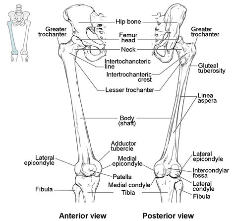 Bones of the Lower Limb | Anatomy and Physiology I