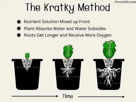 The Kratky Method: Set-and-Forget Hydroponics - Ponics Life