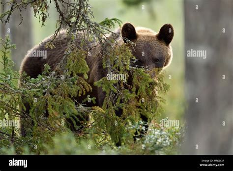 Facing brown bear. Eye to eye with bear. Bear peeking. Glimpse of bear ...