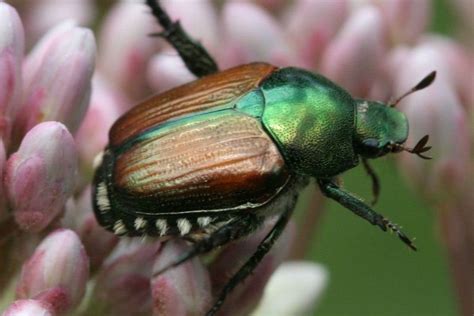 Japanese beetle - Invasive Species Council of British Columbia