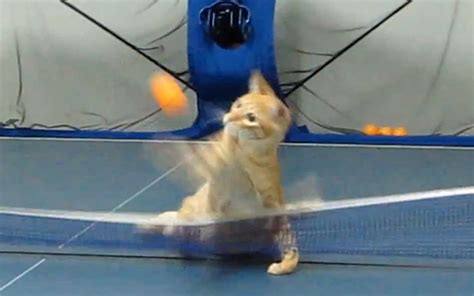 A Cat Playing Ping Pong