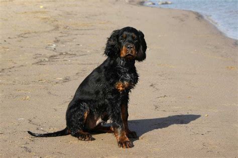 Gordon Setter Dog Breed Information - 15 Things to Know | Your Dog Advisor