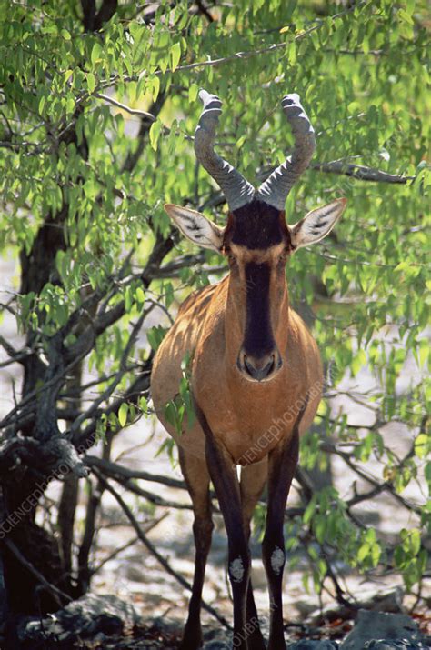 Red hartebeest - Stock Image - Z956/0217 - Science Photo Library