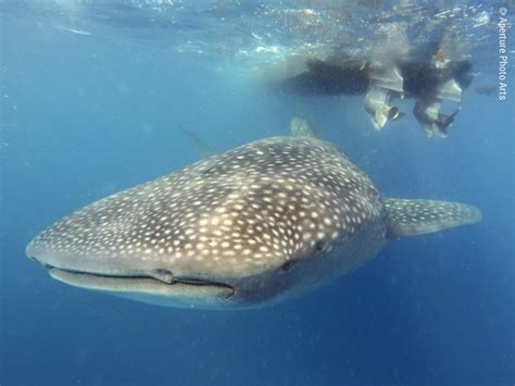 Isla Mujeres and Cenotes, Mexico Whale Sharks - Steve Eilenberg and ...