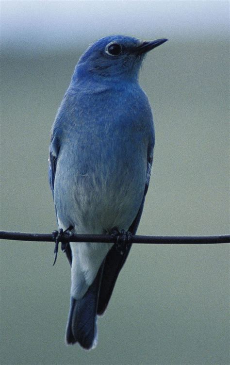 Bluebird | Blue bird, Animal medicine, American animals