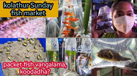 Kolathur Sunday fish market | kolathur packet fishes starts @ 2rs | Kolathur pet shop in chennai ...