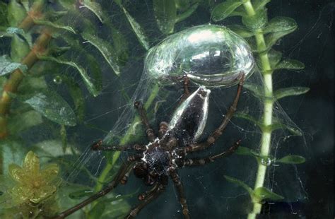 Intuition Thinker: Underwater Spider Uses Air Bubble Webs