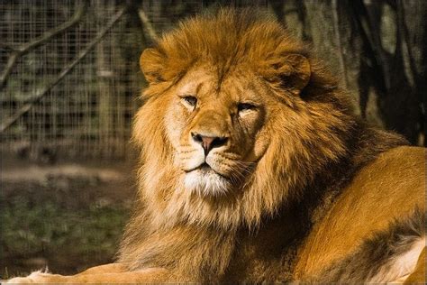 National Animals of Countries [Photos] | Animals Zone