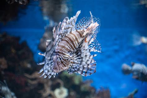 Lionfish swimming in the Aquarium image - Free stock photo - Public Domain photo - CC0 Images