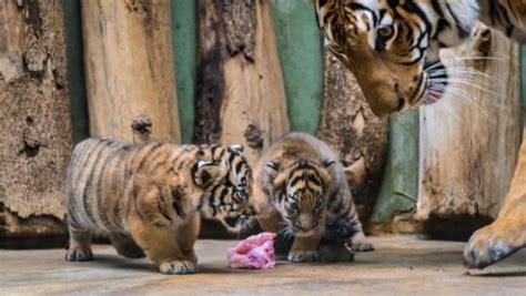 Rare Malayan Tiger Cubs Show Their Personalities - ZooBorns