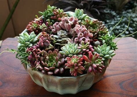 The Rainforest Garden: DIY Coral Reef Succulent Container Garden